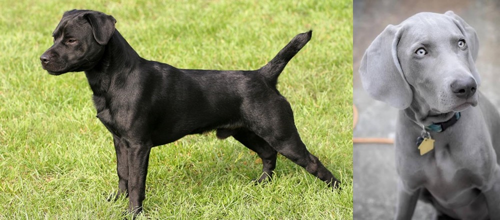 Weimaraner vs Patterdale Terrier - Breed Comparison