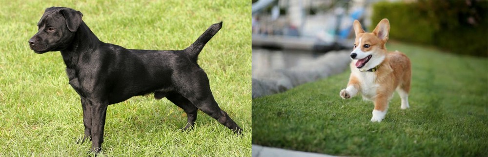 Welsh Corgi vs Patterdale Terrier - Breed Comparison