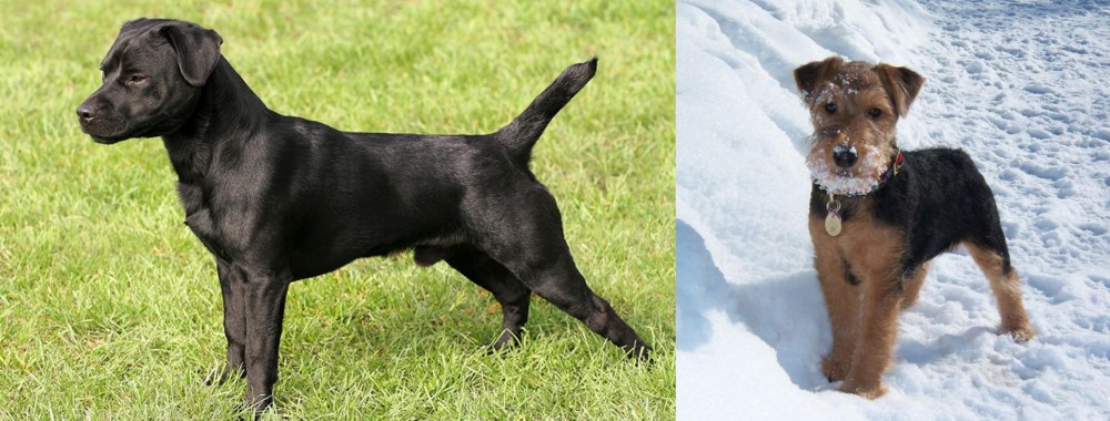 Welsh Terrier vs Patterdale Terrier - Breed Comparison