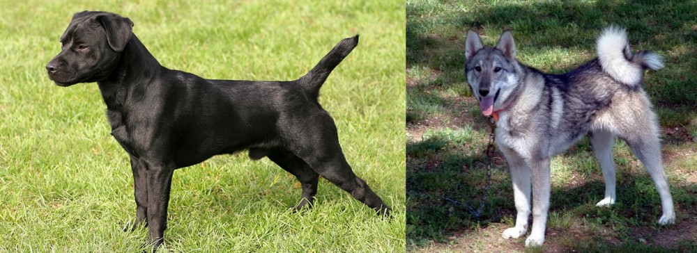 West Siberian Laika vs Patterdale Terrier - Breed Comparison