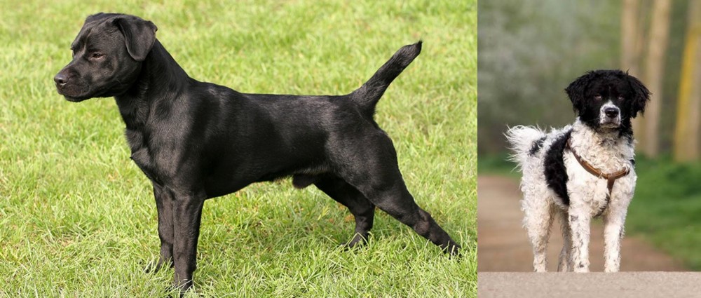 Wetterhoun vs Patterdale Terrier - Breed Comparison