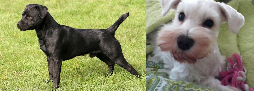 White Schnauzer vs Patterdale Terrier - Breed Comparison