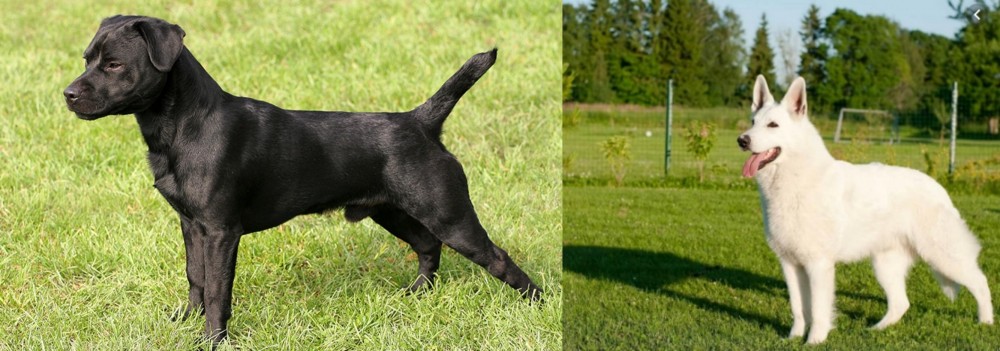 White Shepherd vs Patterdale Terrier - Breed Comparison