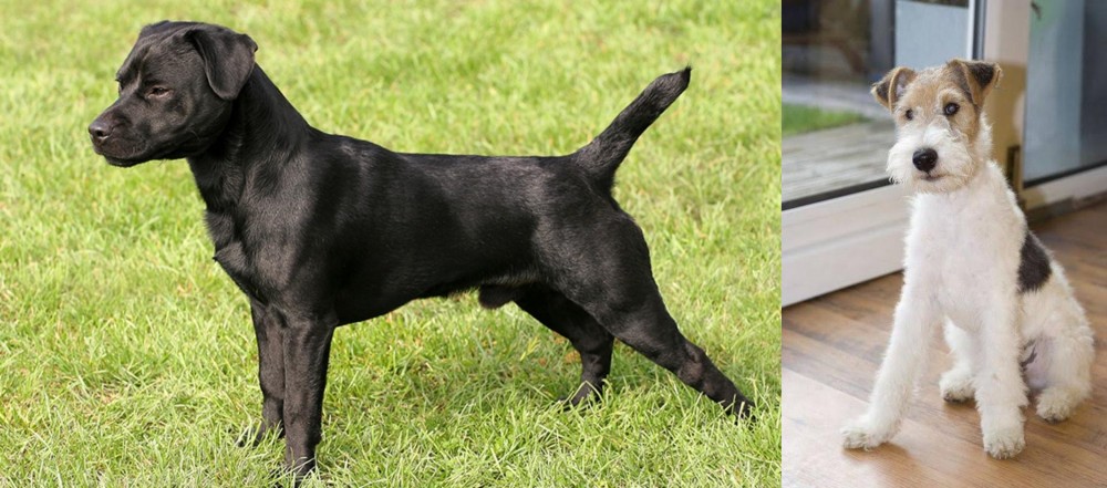 Wire Fox Terrier vs Patterdale Terrier - Breed Comparison