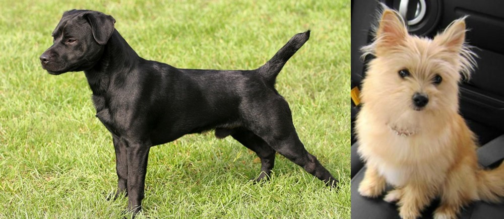 Yoranian vs Patterdale Terrier - Breed Comparison