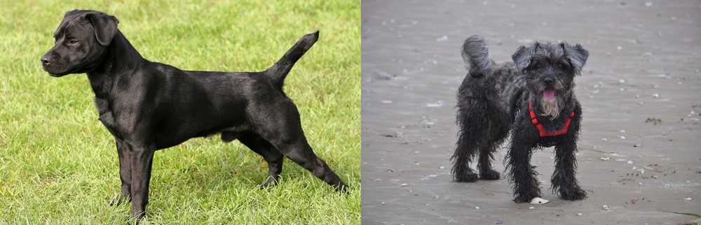 YorkiePoo vs Patterdale Terrier - Breed Comparison