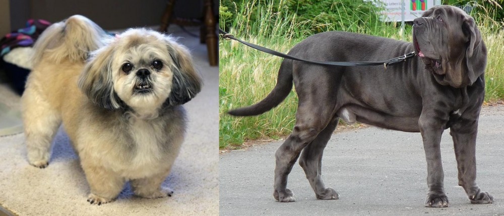 Neapolitan Mastiff vs PekePoo - Breed Comparison