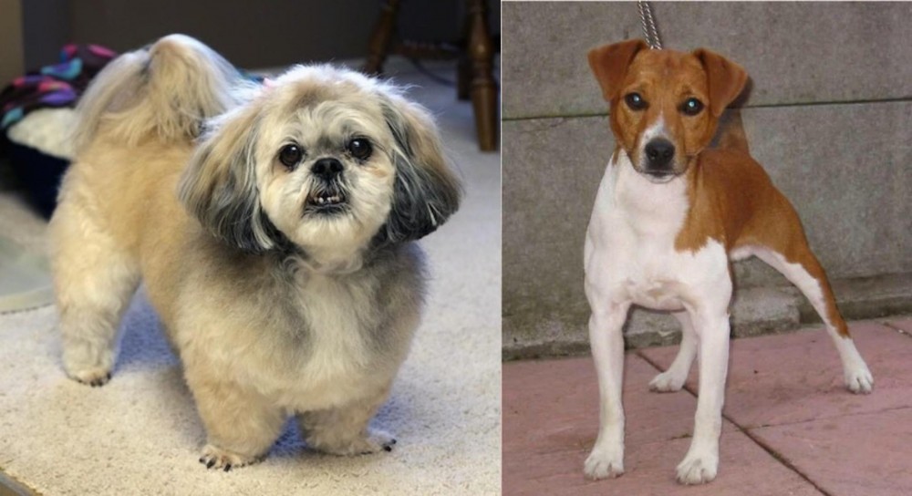 Plummer Terrier vs PekePoo - Breed Comparison