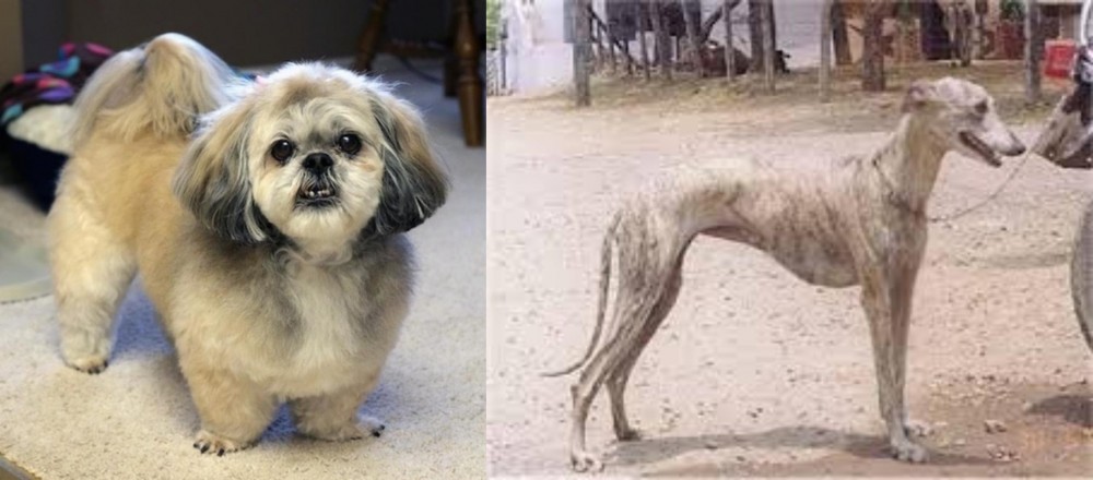 Rampur Greyhound vs PekePoo - Breed Comparison