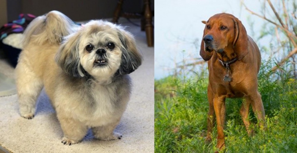 Redbone Coonhound vs PekePoo - Breed Comparison