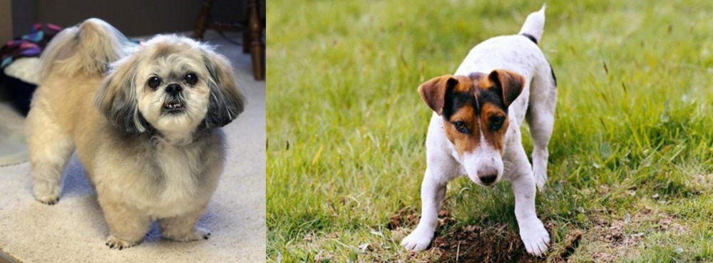 Russell Terrier vs PekePoo - Breed Comparison