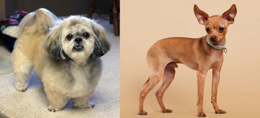 Russian Toy Terrier vs PekePoo - Breed Comparison