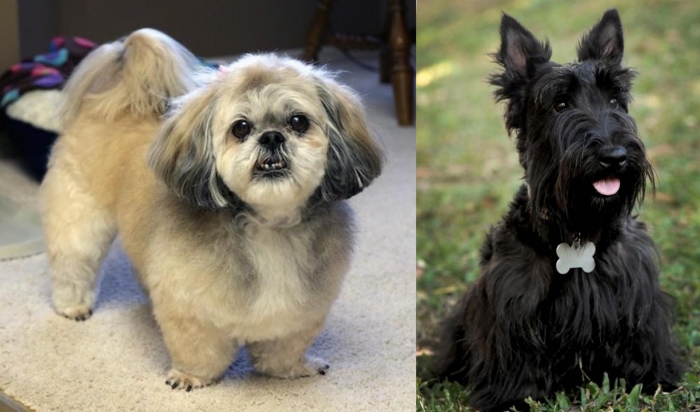 Scoland Terrier vs PekePoo - Breed Comparison