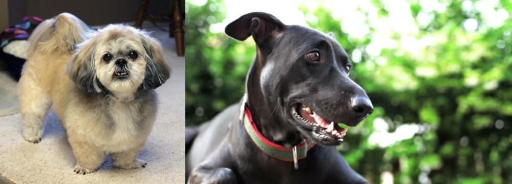 Shepard Labrador vs PekePoo - Breed Comparison