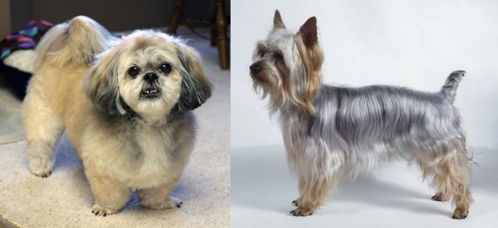 Silky Terrier vs PekePoo - Breed Comparison