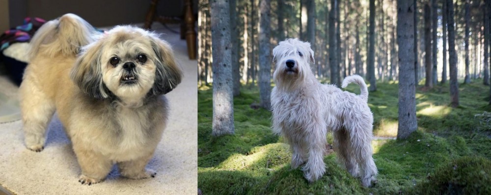 Soft-Coated Wheaten Terrier vs PekePoo - Breed Comparison