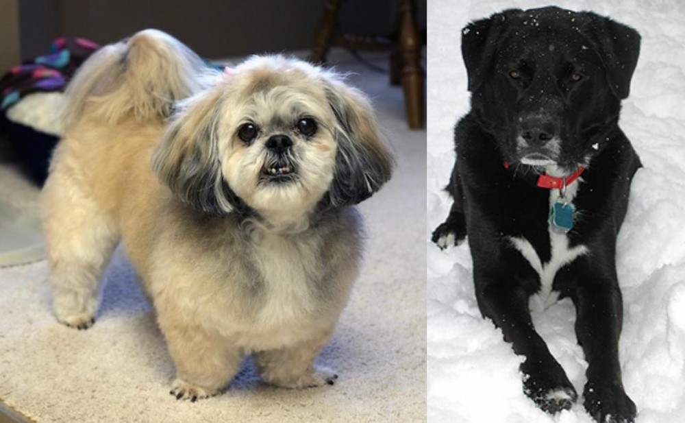 St. John's Water Dog vs PekePoo - Breed Comparison