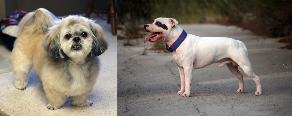 Staffordshire Bull Terrier vs PekePoo - Breed Comparison