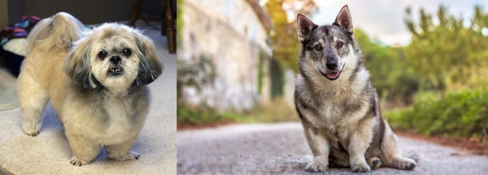 Swedish Vallhund vs PekePoo - Breed Comparison