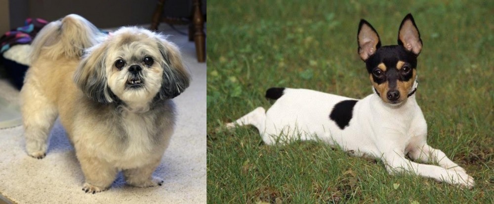 Toy Fox Terrier vs PekePoo - Breed Comparison