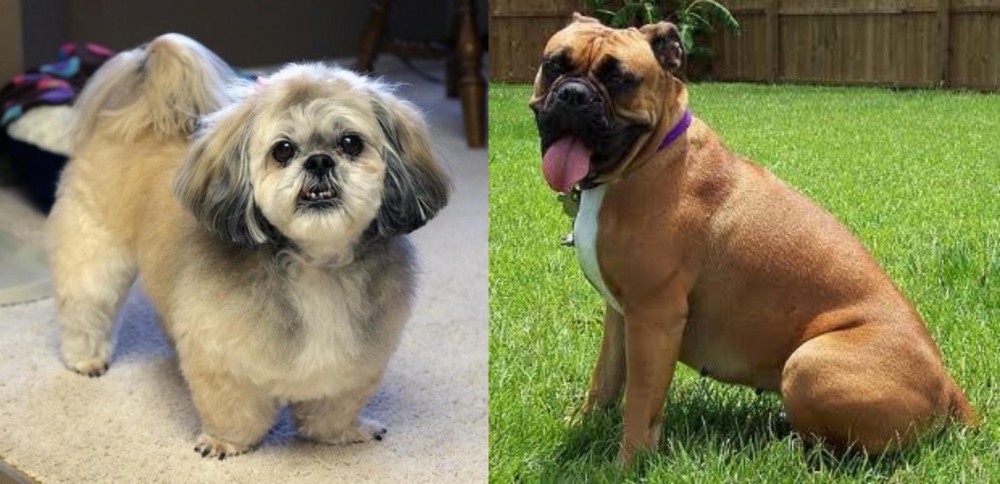 Valley Bulldog vs PekePoo - Breed Comparison