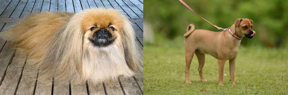 Muggin vs Pekingese - Breed Comparison
