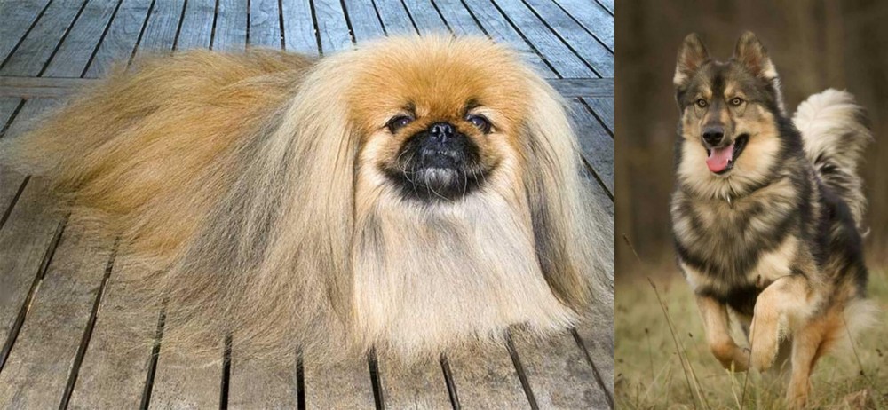 Native American Indian Dog vs Pekingese - Breed Comparison