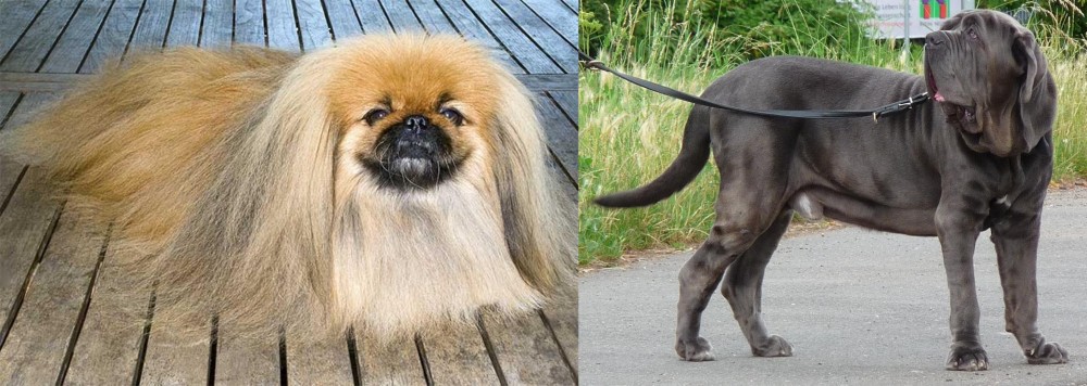 Neapolitan Mastiff vs Pekingese - Breed Comparison