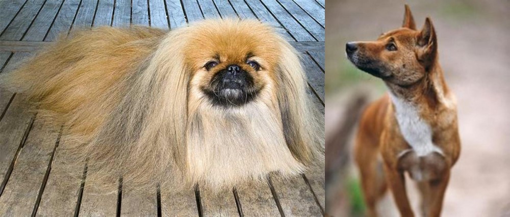 New Guinea Singing Dog vs Pekingese - Breed Comparison