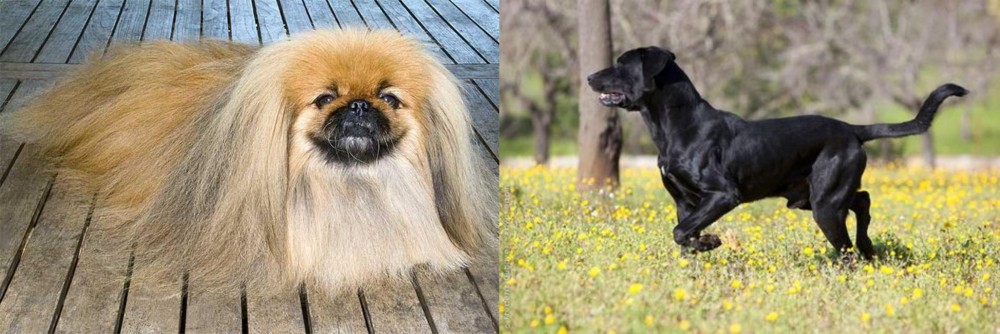 Perro de Pastor Mallorquin vs Pekingese - Breed Comparison