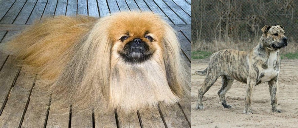 Perro de Presa Mallorquin vs Pekingese - Breed Comparison