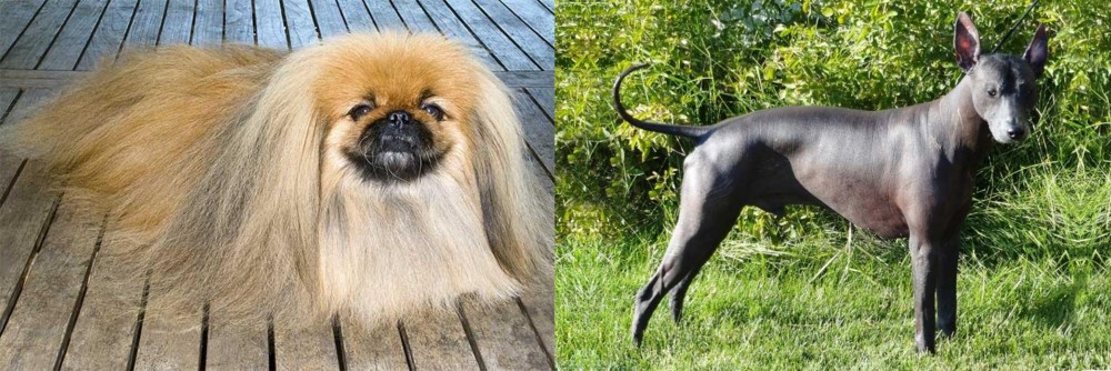 Peruvian Hairless vs Pekingese - Breed Comparison