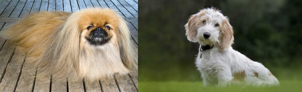 Petit Basset Griffon Vendeen vs Pekingese - Breed Comparison
