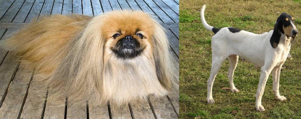 Petit Gascon Saintongeois vs Pekingese - Breed Comparison