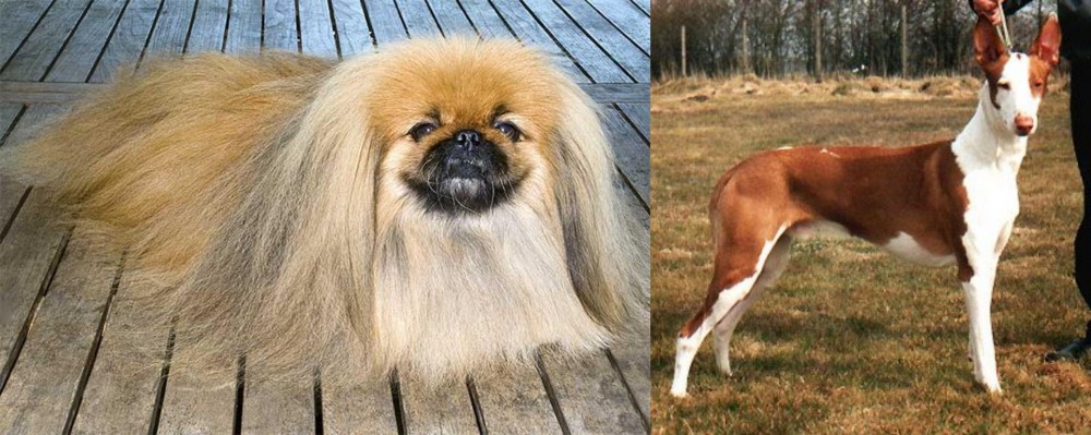 Podenco Canario vs Pekingese - Breed Comparison