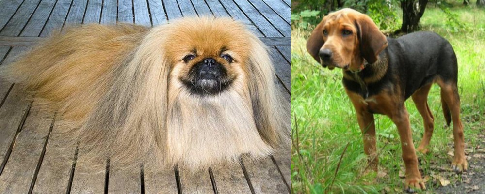 Polish Hound vs Pekingese - Breed Comparison