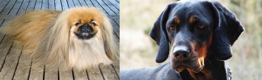 Polish Hunting Dog vs Pekingese - Breed Comparison