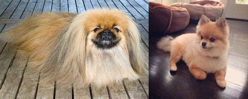 Pomeranian vs Pekingese - Breed Comparison