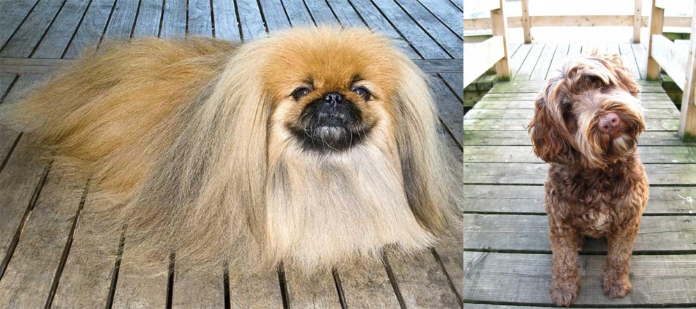 Portuguese Water Dog vs Pekingese - Breed Comparison