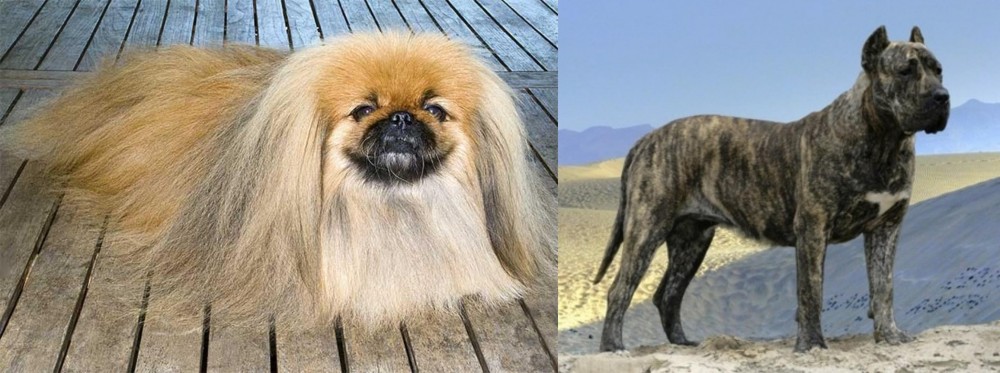 Presa Canario vs Pekingese - Breed Comparison