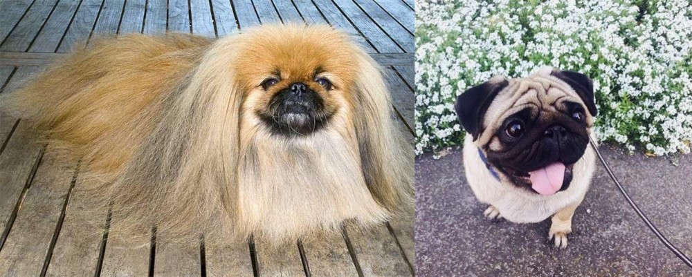 Pug vs Pekingese - Breed Comparison