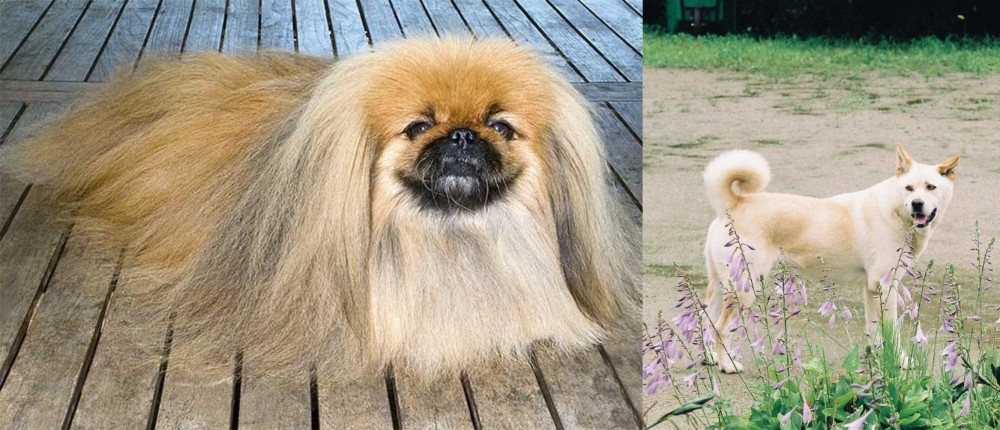 Pungsan Dog vs Pekingese - Breed Comparison
