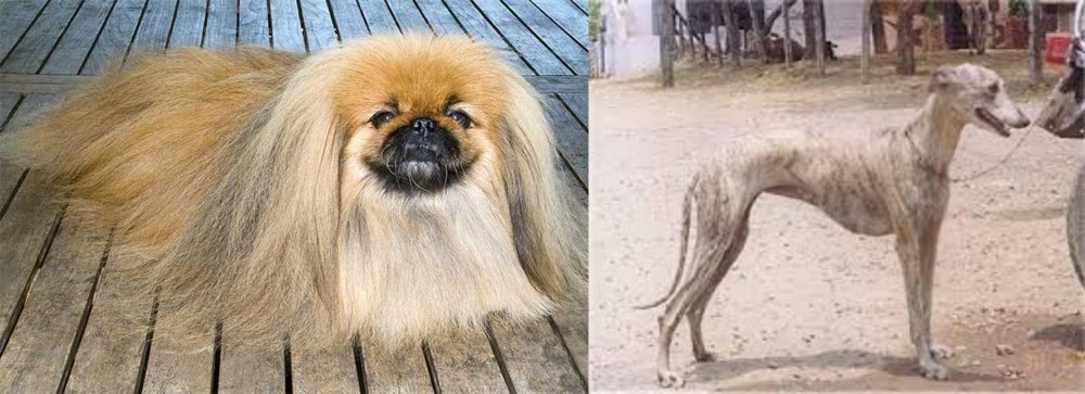 Rampur Greyhound vs Pekingese - Breed Comparison