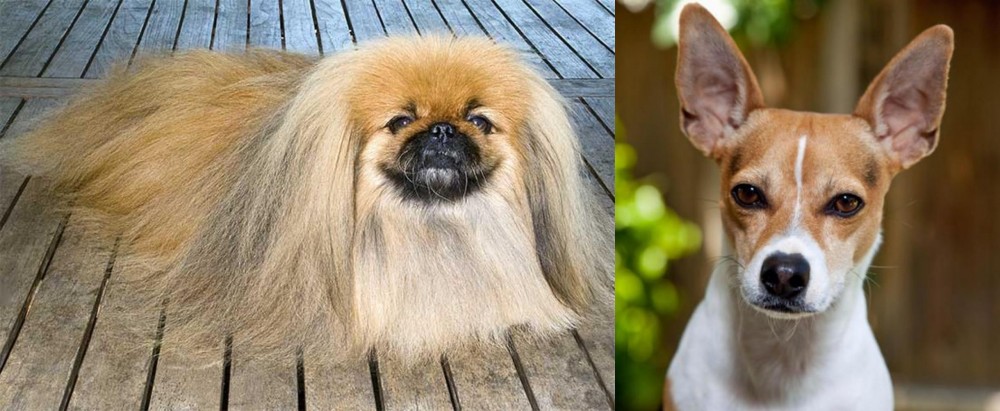 Rat Terrier vs Pekingese - Breed Comparison