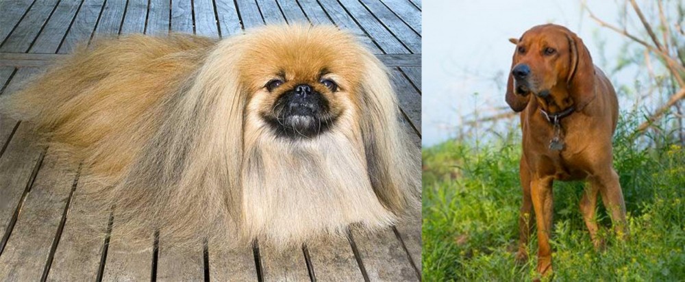 Redbone Coonhound vs Pekingese - Breed Comparison