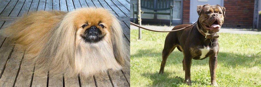Renascence Bulldogge vs Pekingese - Breed Comparison