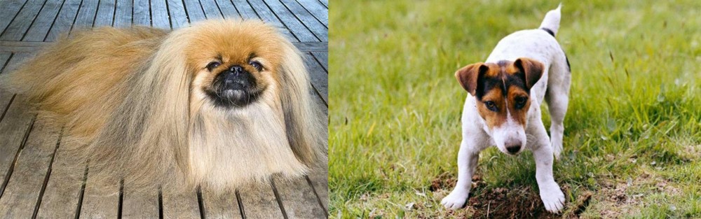 Russell Terrier vs Pekingese - Breed Comparison