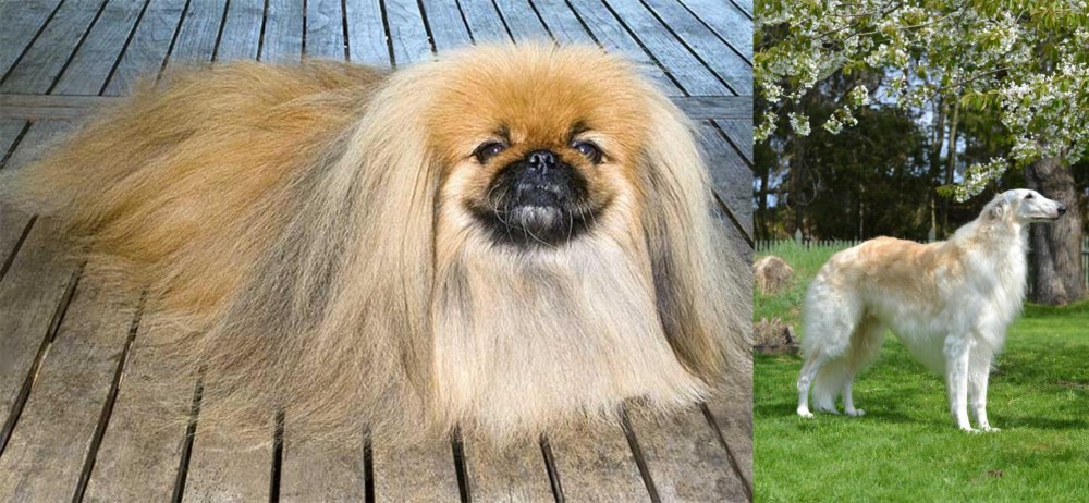 Russian Hound vs Pekingese - Breed Comparison