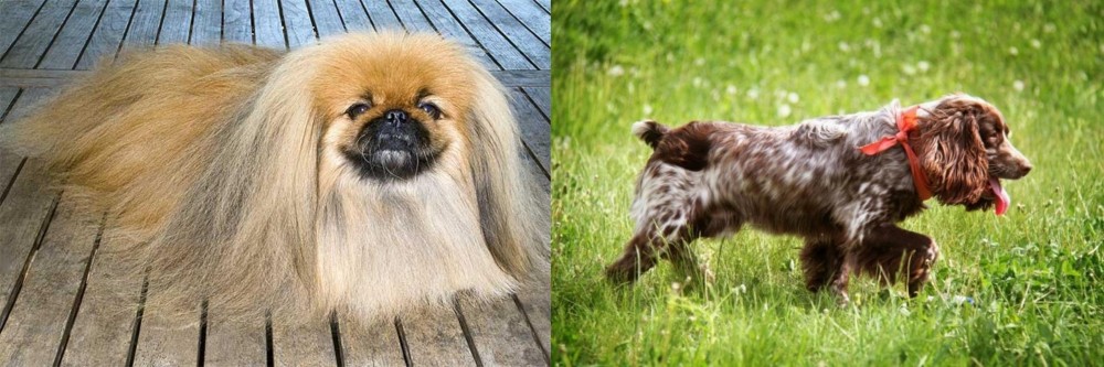 Russian Spaniel vs Pekingese - Breed Comparison
