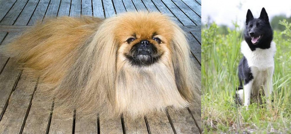 Russo-European Laika vs Pekingese - Breed Comparison